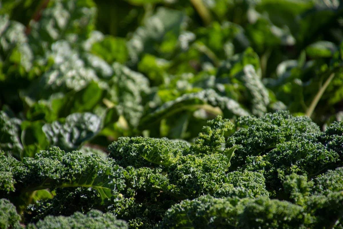 potager naturel