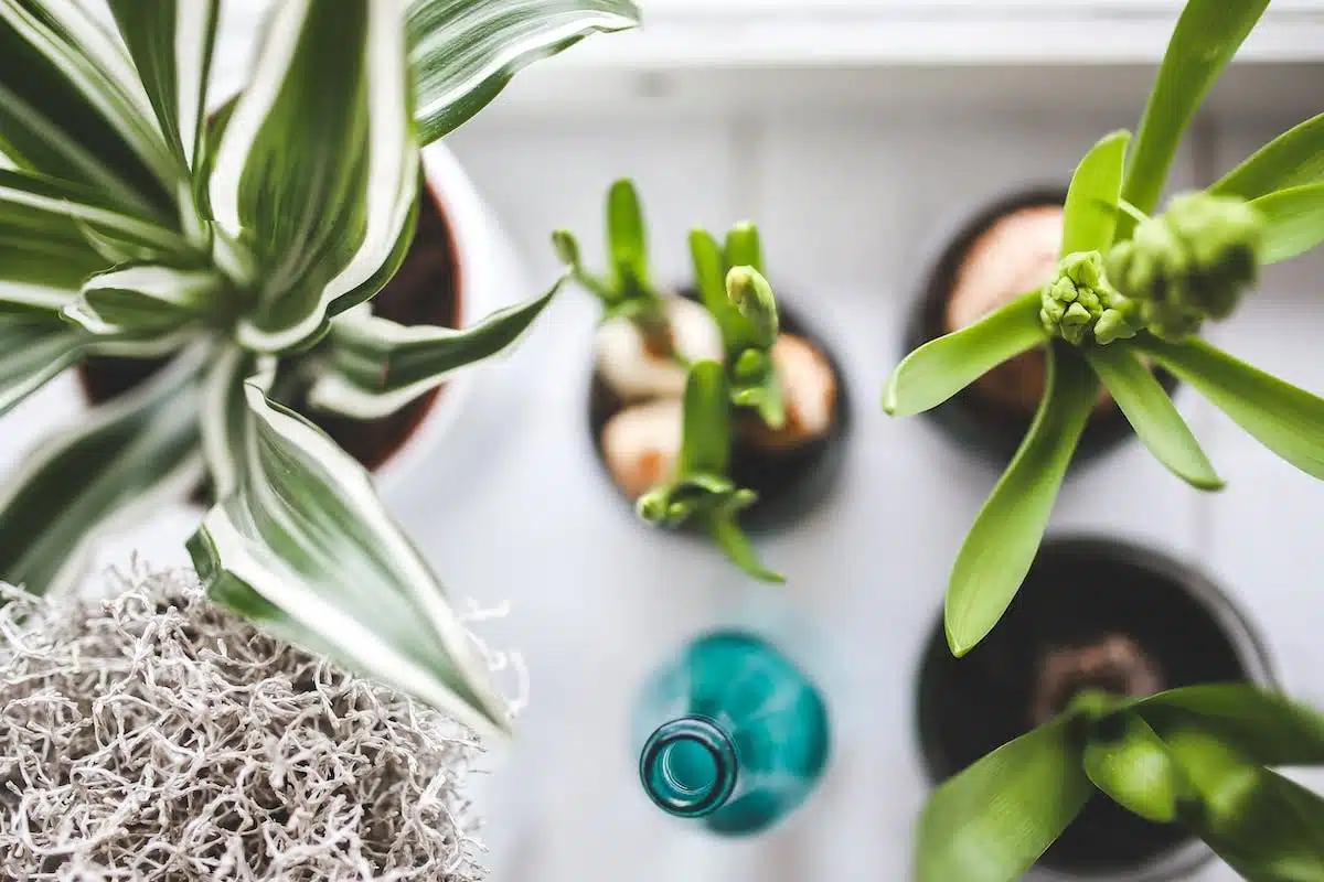 plantes hivernales