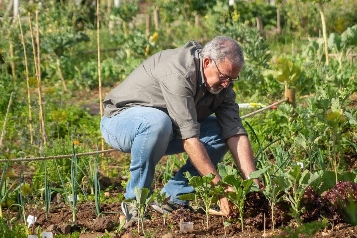 potager  jardinage