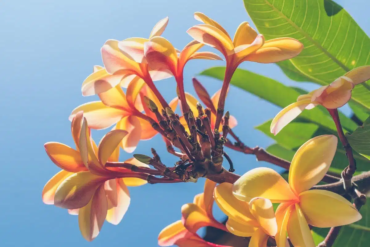 symbolique fleurs