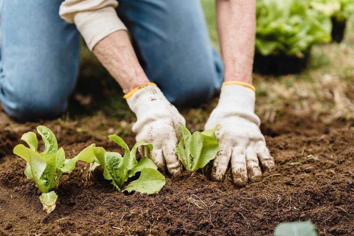 potager  arrosage
