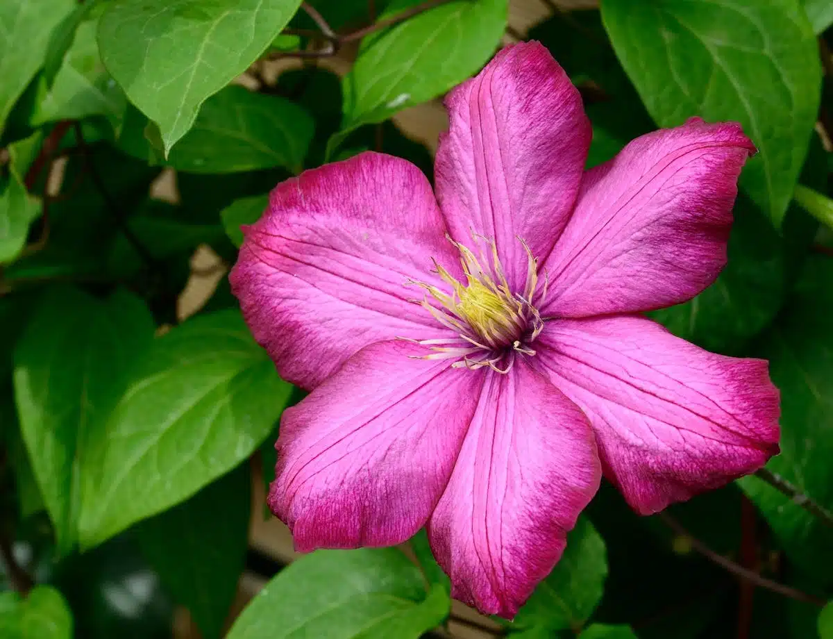 fleurs sécheresse
