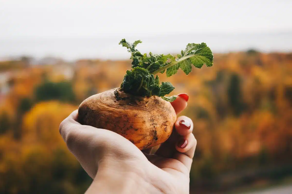 légumes  potager