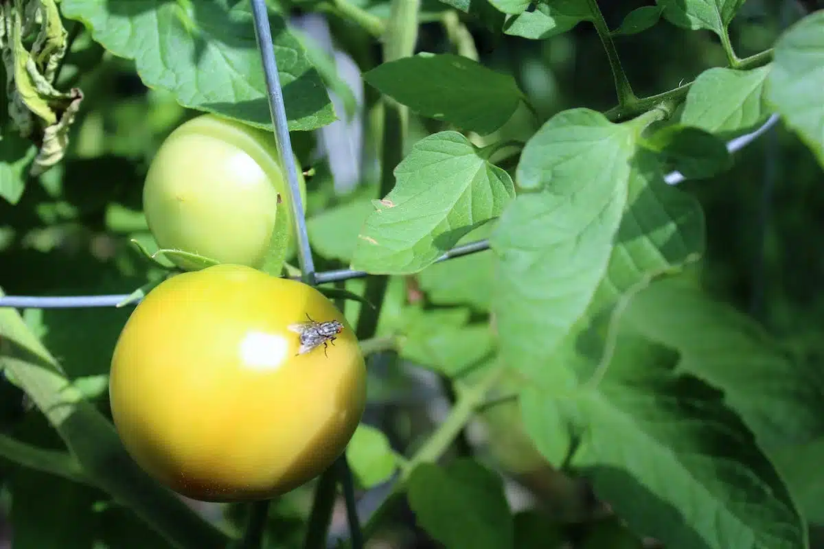 potager  insectes