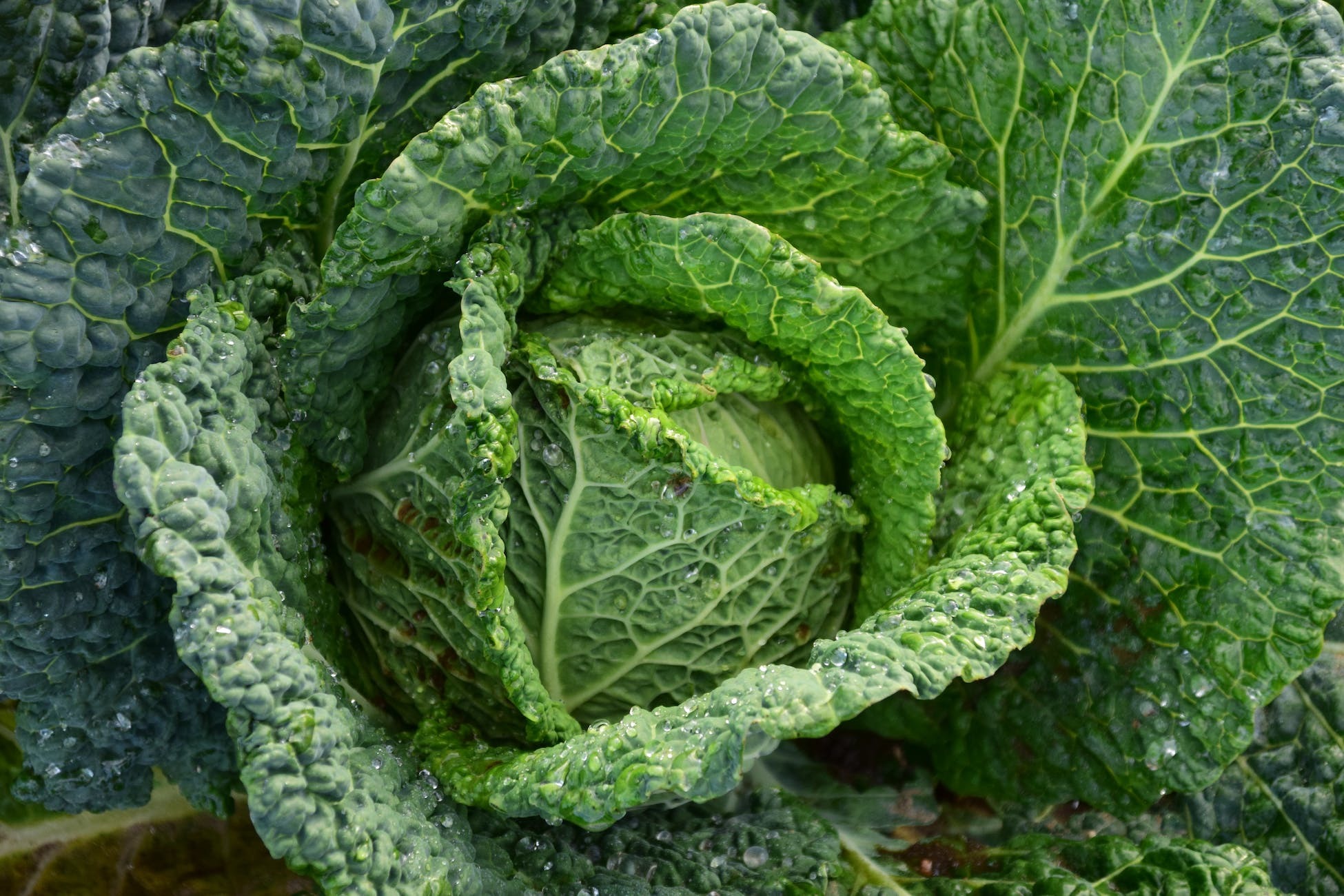 potager aromatique