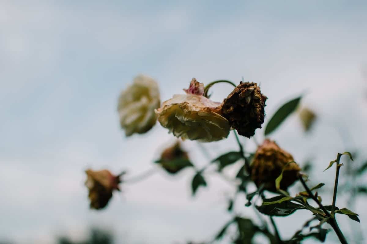 rosiers  entretien