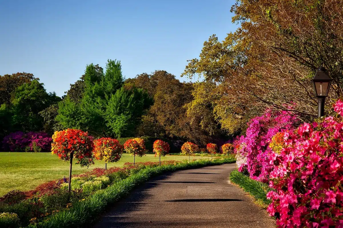 fleurs  jardin