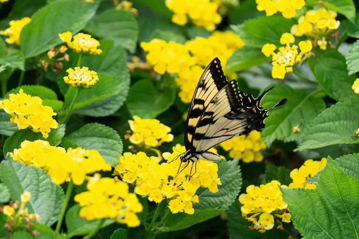 jardin pollinisateurs