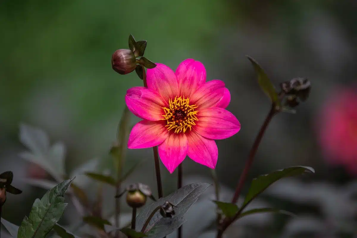 jardin aromatiques