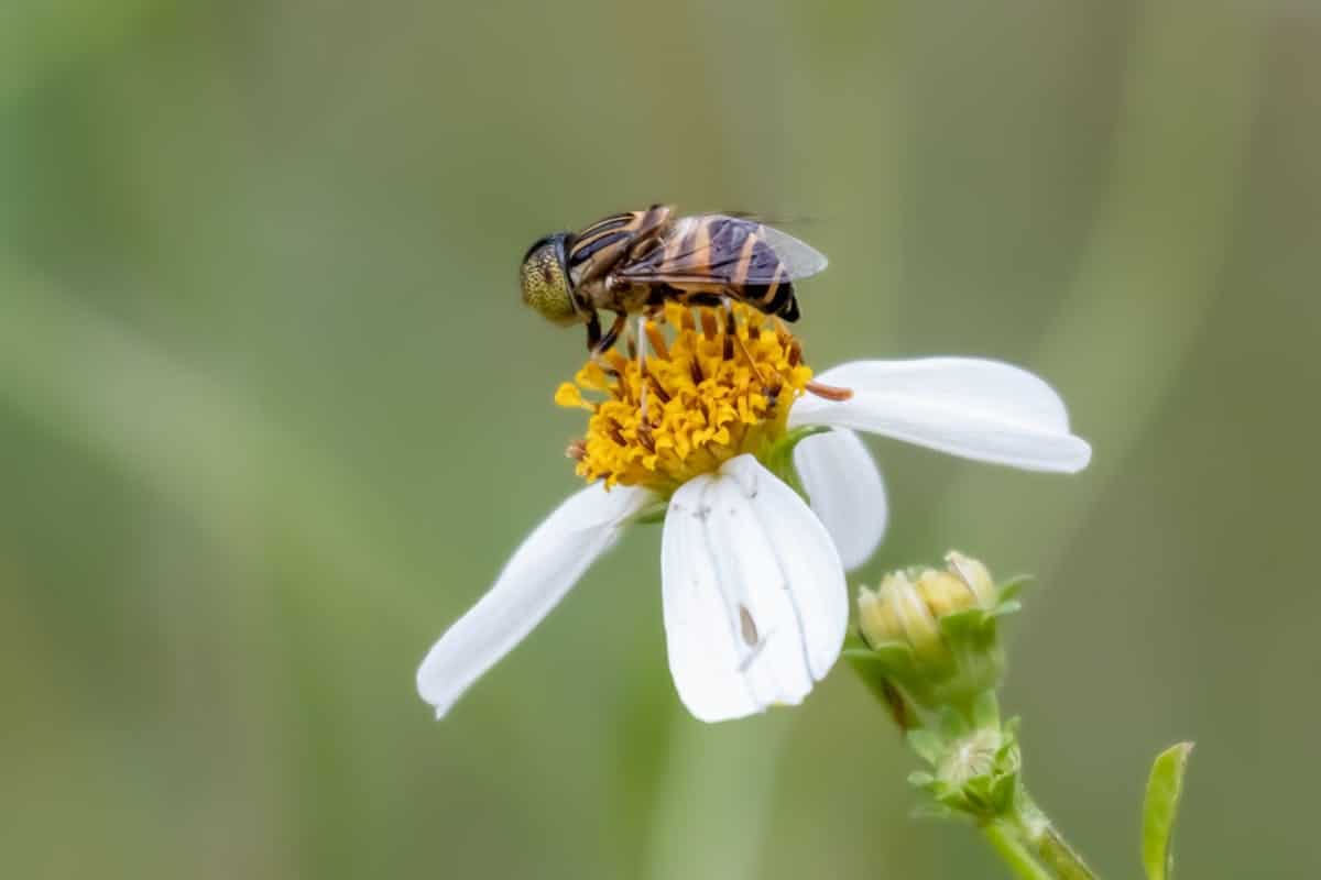 plantes mellifères