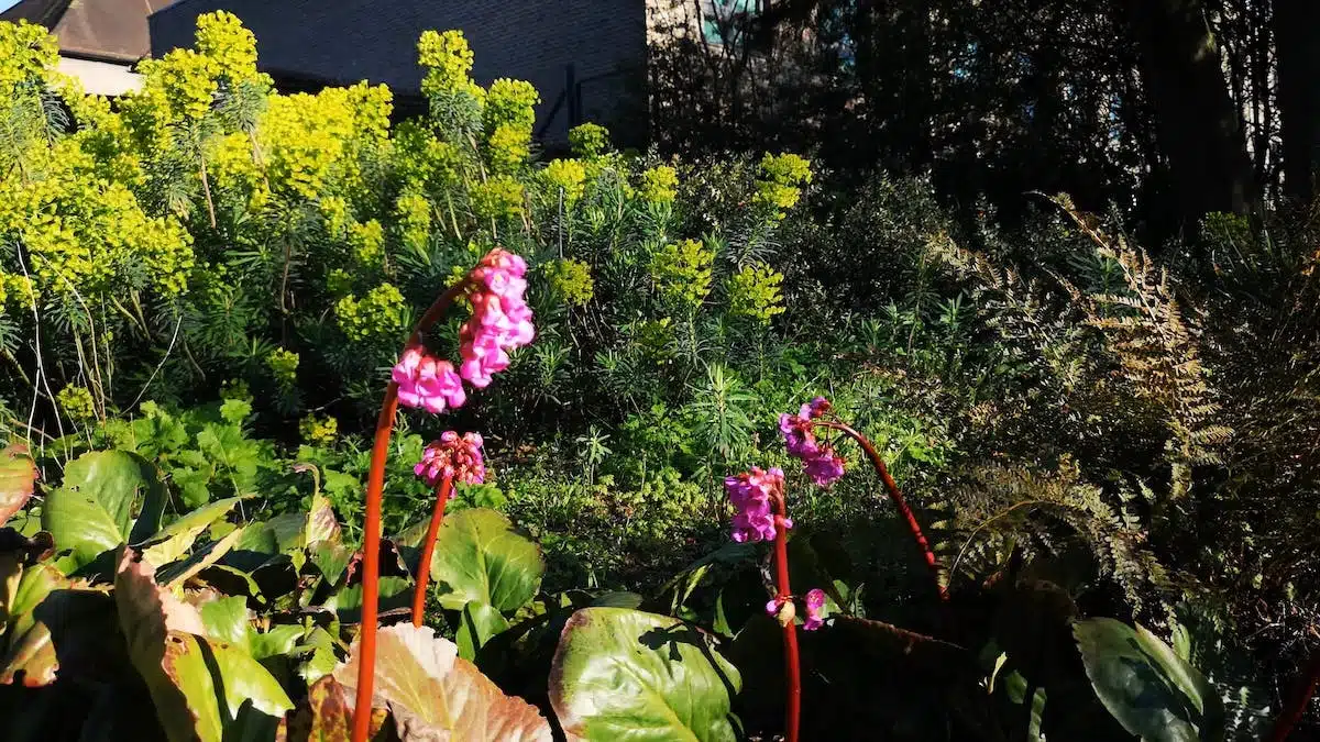 jardin ensoleillé