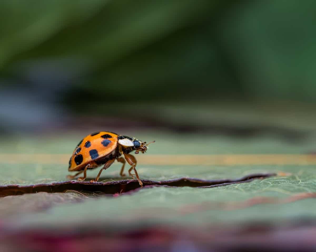 coccinelle  jardin