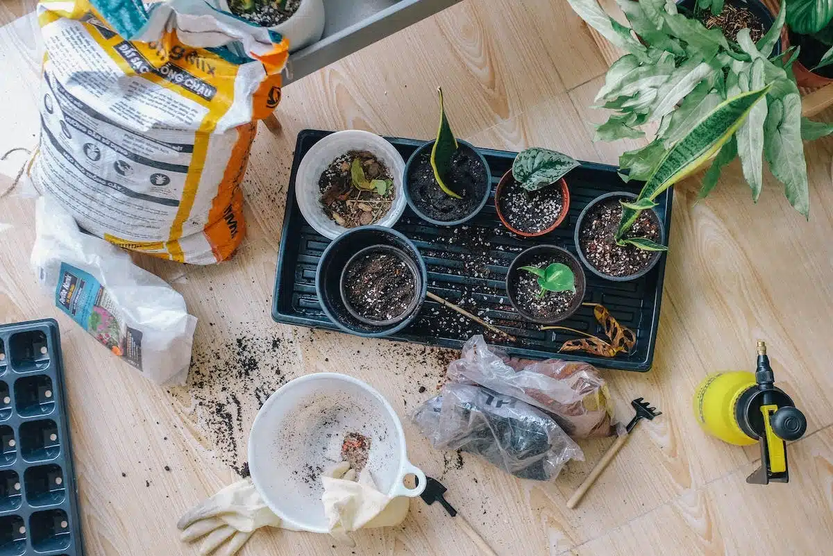 agroécologie  potager