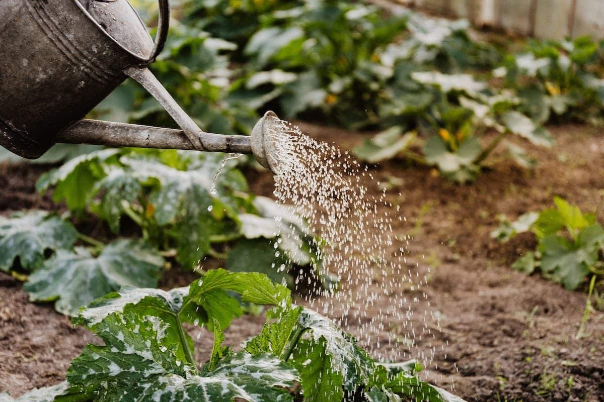 jardinage légumes