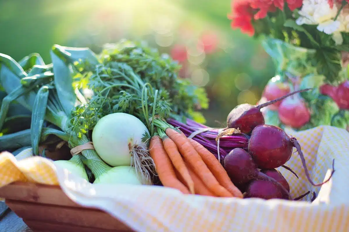 potager  automne