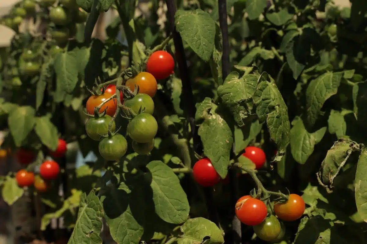 tomates potager