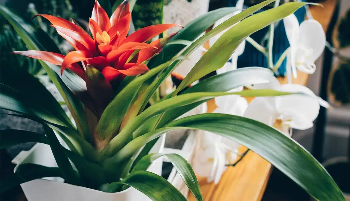 fleurs exotic