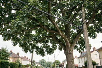 Branches d'un grand arbre en contact avec des lignes électriques Enedis en zone pavillonnaire