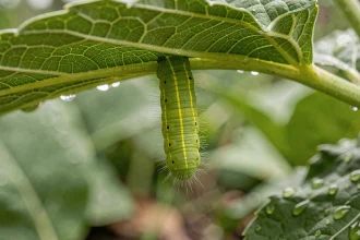 Gros plan d'une chenille verte fluo sur une feuille de jardin, détails des soies et des segments visibles