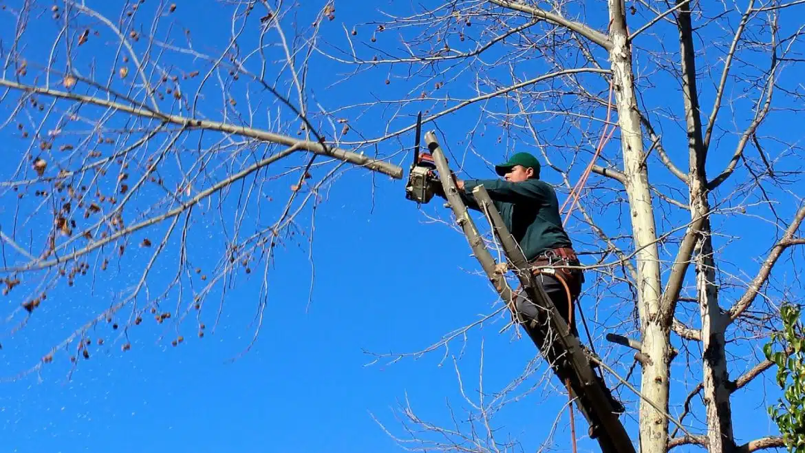 Choisir un professionnel en élagage d’arbres : pourquoi consulter un annuaire ?