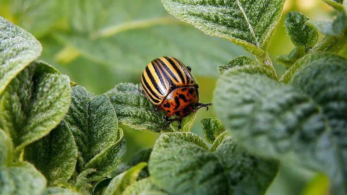 Comment lutter biologiquement contre les doryphores dans un jardin ?