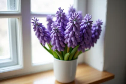 Jacinthe violette en fleur dans un vase de forçage blanc sur un rebord de fenêtre intérieur
