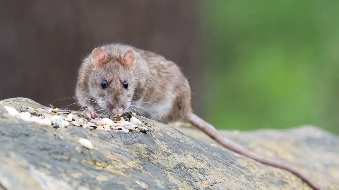 Les rats dans les jardins : les solutions les plus efficaces !