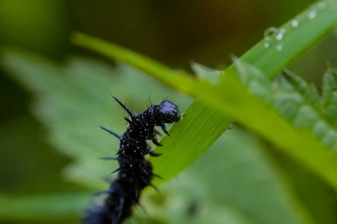 black worm on green leaf