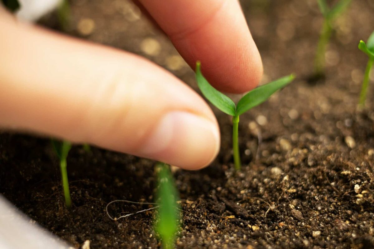Conseils pour une germination rapide des graines de tomates