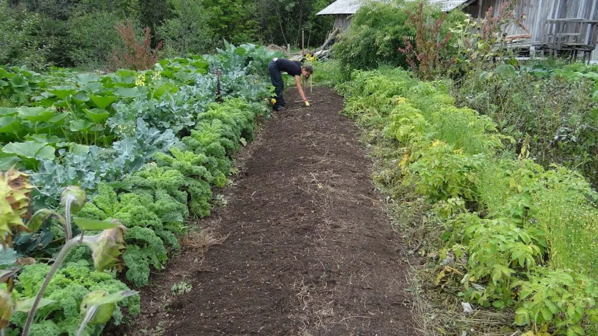 Pourquoi installer un piège à phéromones dans son potager ?