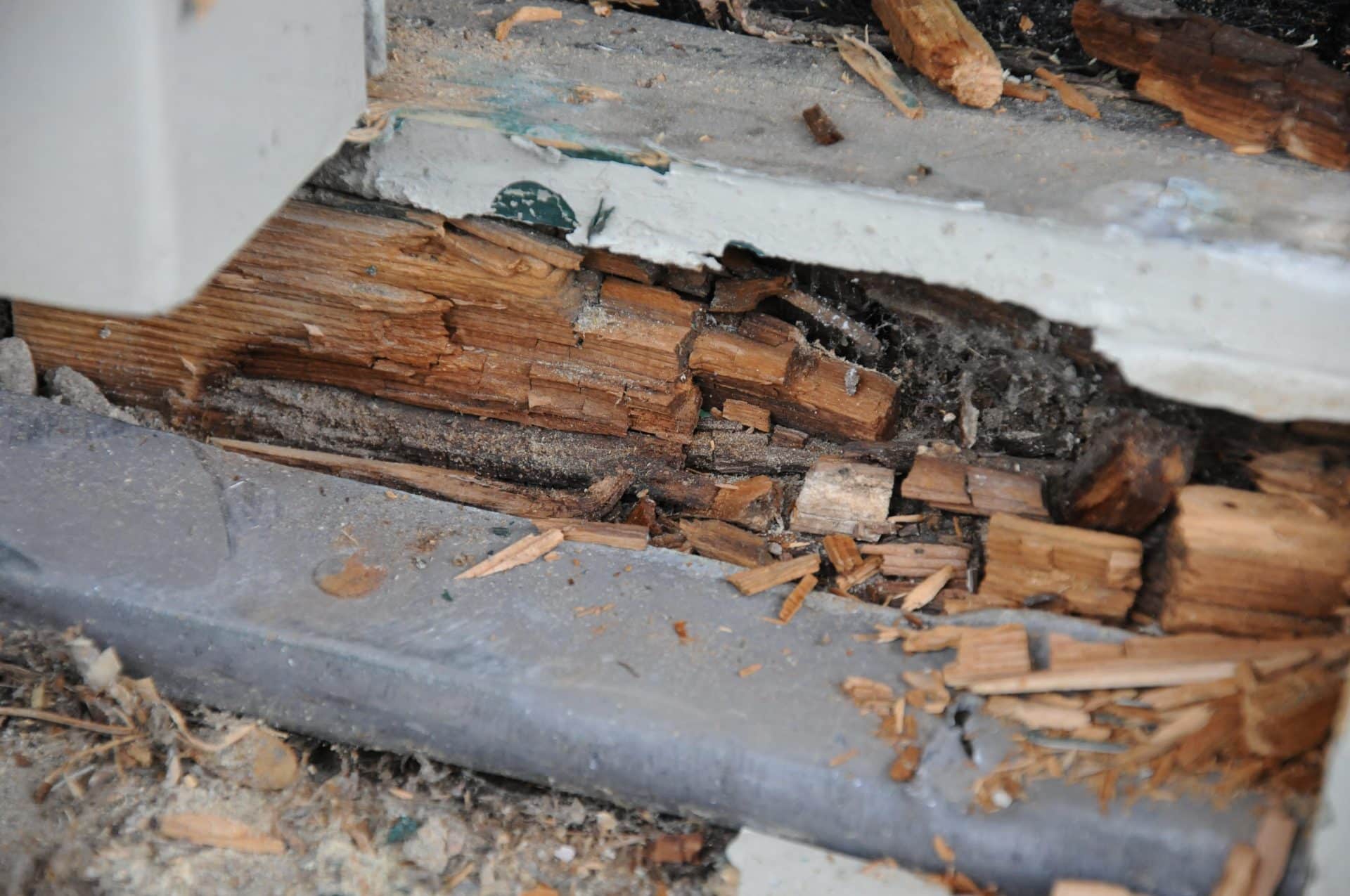 Comment eviter la moisissure sur le bois ? Jamet Espaces Verts