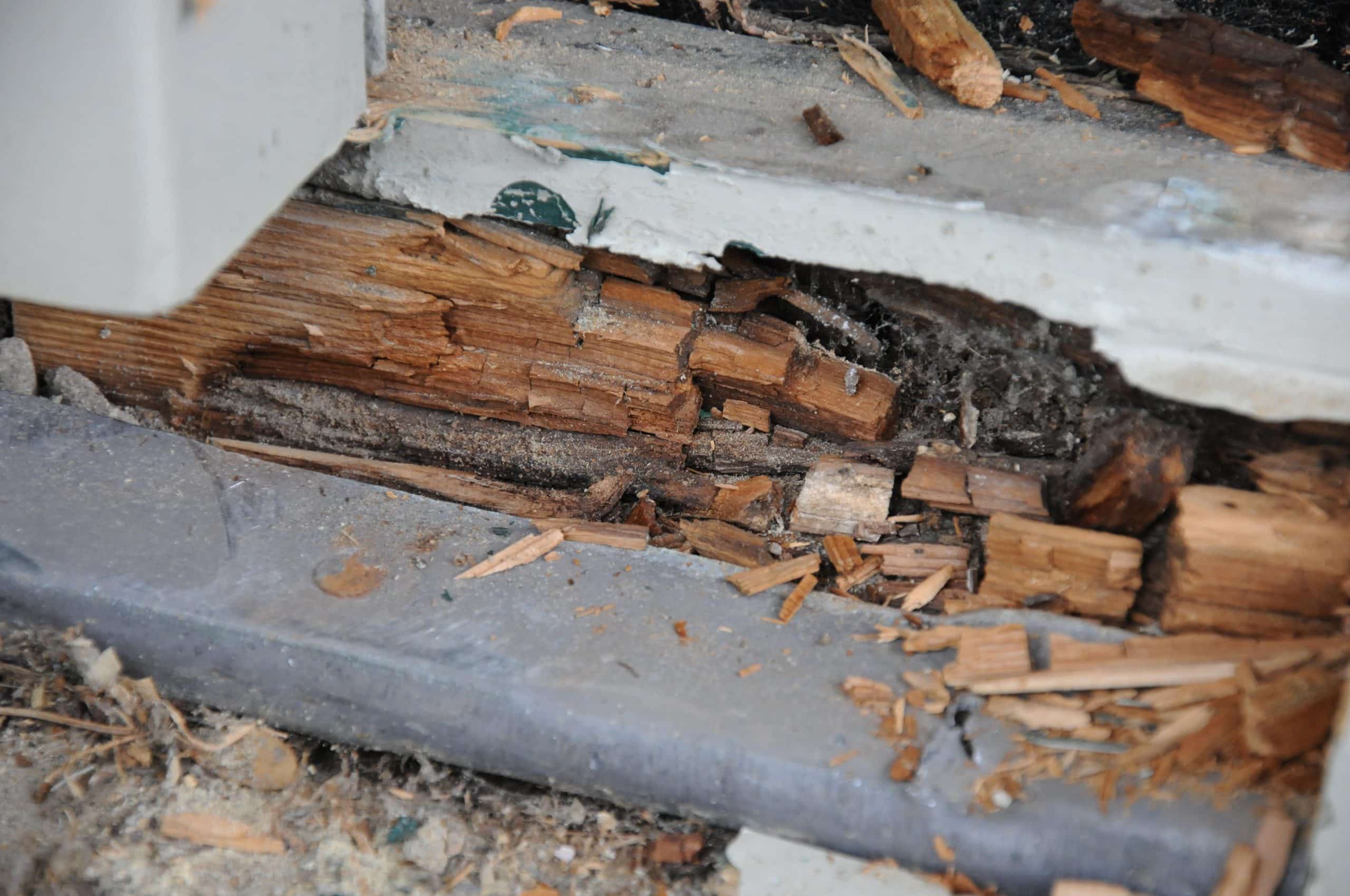 Comment eviter la moisissure sur le bois ? Jamet Espaces Verts